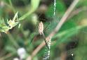 Argiope_bruennichi_F2217_Z_79_Les Gris_Frankrijk